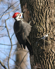 pileated woodpecker/grand pic