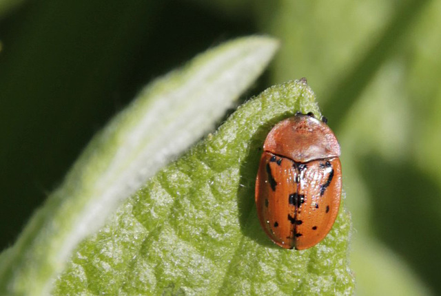 Casside coccinelle