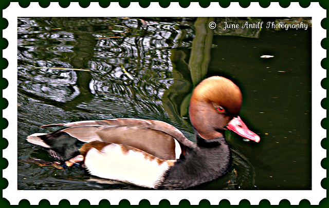 Rubber (duck) stamp?