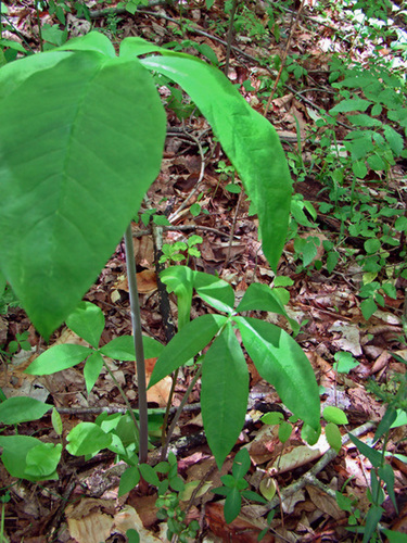 Southern Jack-in-the-pulpit