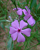 Aberrant Wild Phlox Flower