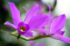 Wisley orchid 2 GXR 60mm Elmarit