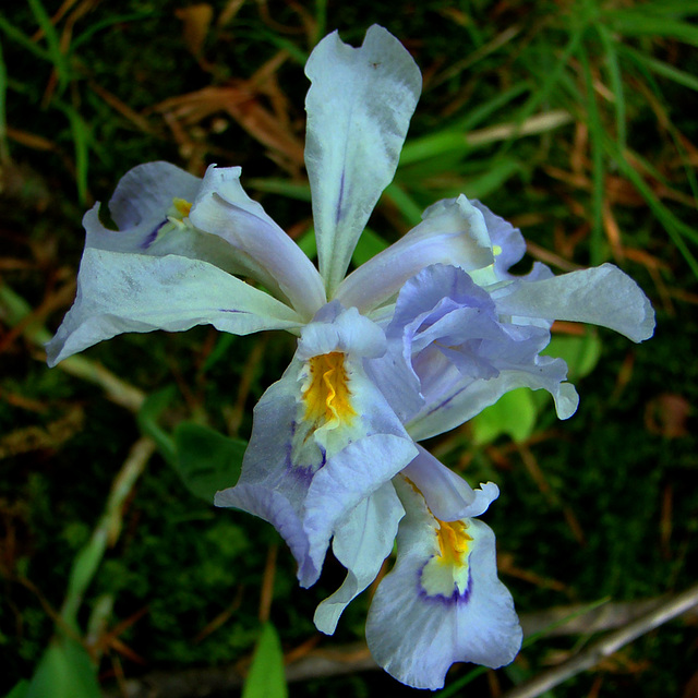 Wild dwarf crested iris