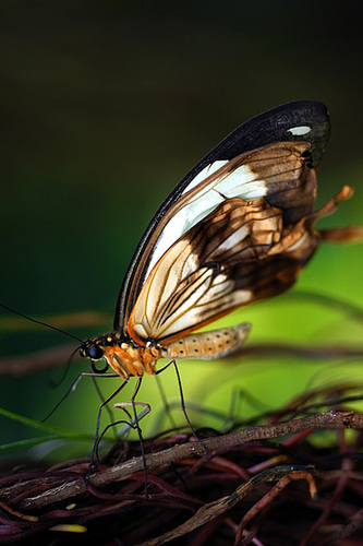 Wisley butterfly 2 GXR 60mm Elmarit