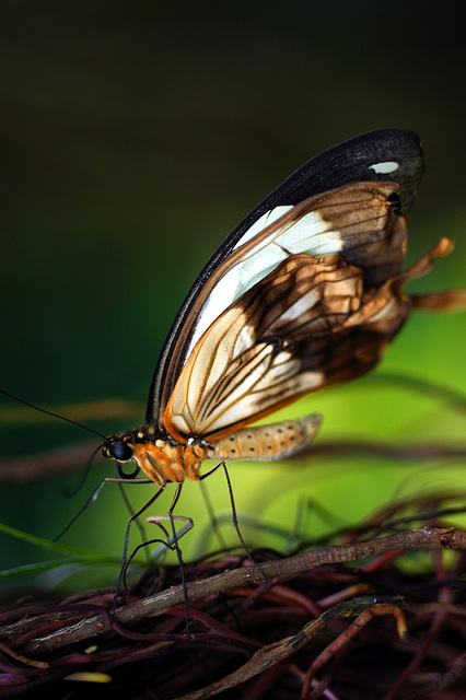 Wisley butterfly 2 GXR 60mm Elmarit