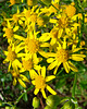 Golden ragwort