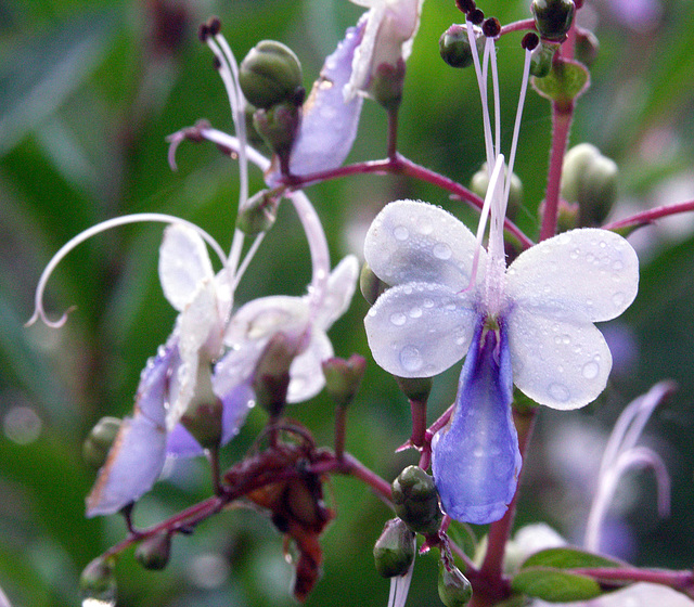 Blue Butterfly Flower