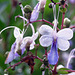 Blue Butterfly Flower