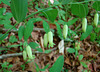 Solomon's seal