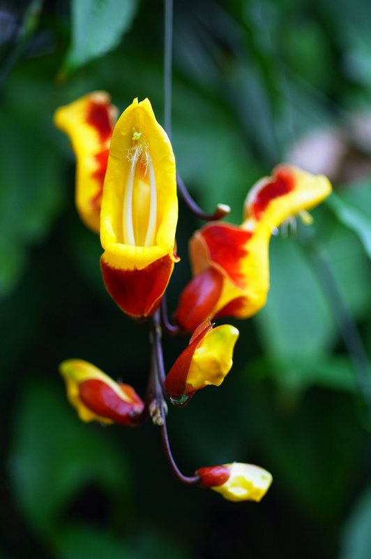Wisley orchid 1 GXR 60mm Elmarit