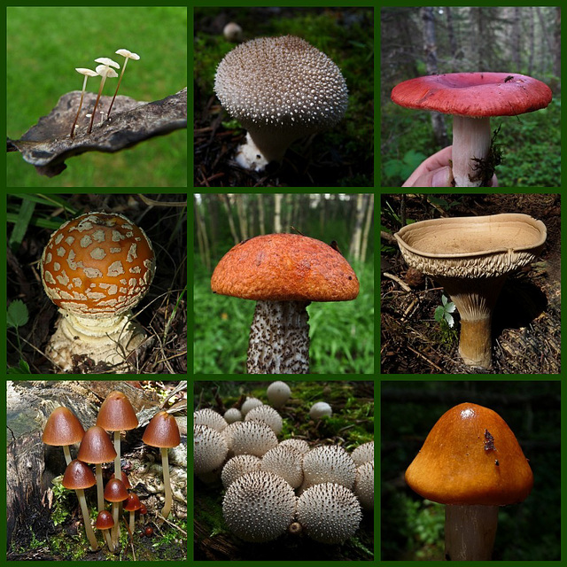 Marvels of the forest floor