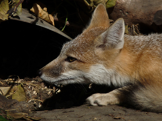 Swift Fox