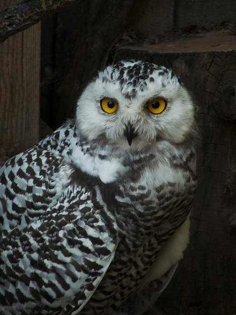 Juvenile Snowy Owl