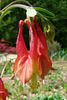 Wild Columbine