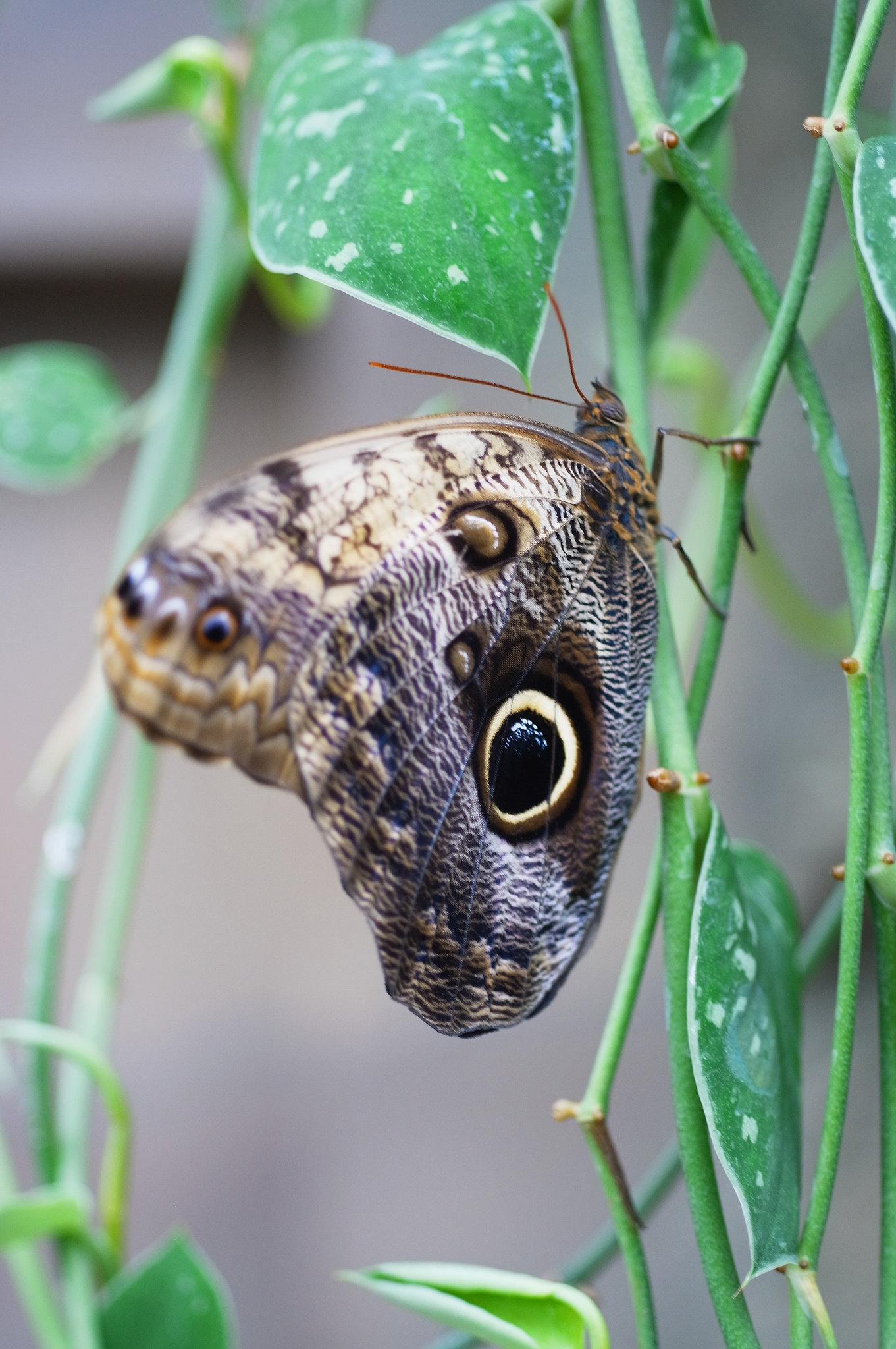 Wisley butterfly 1 GXR 60mm Elmarit