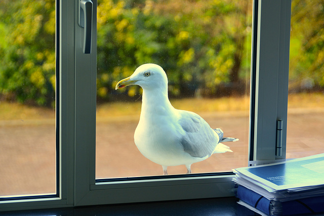 Gull pays a visit