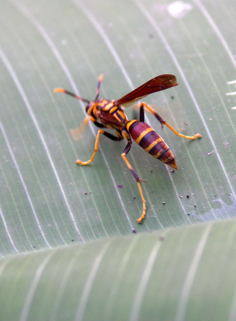 Wasp?