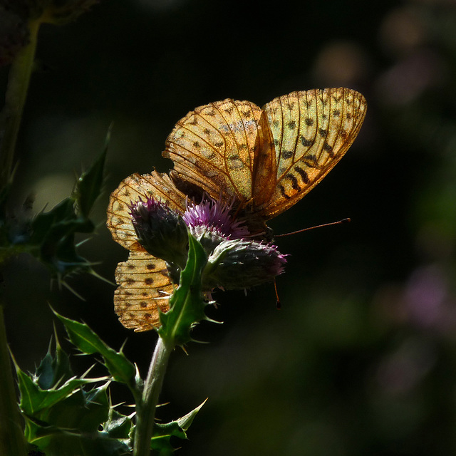 Backlit Fritillary