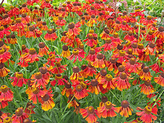 Heleniums