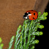 Ladybird 2