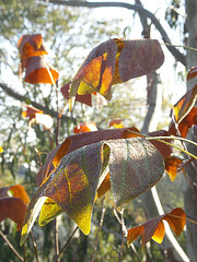 Frosty tulip tree leaves