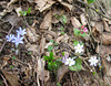 Blaues und weißes Leberblümchen, Lungenkraut