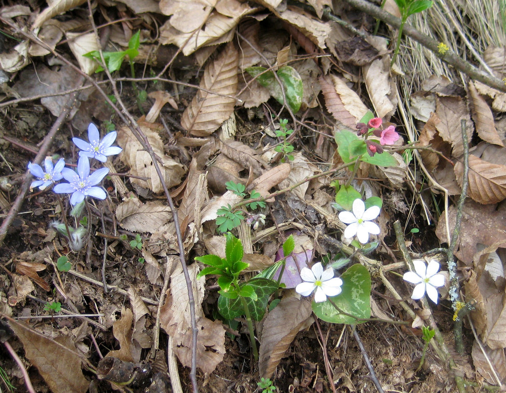 Blaues und weißes Leberblümchen, Lungenkraut