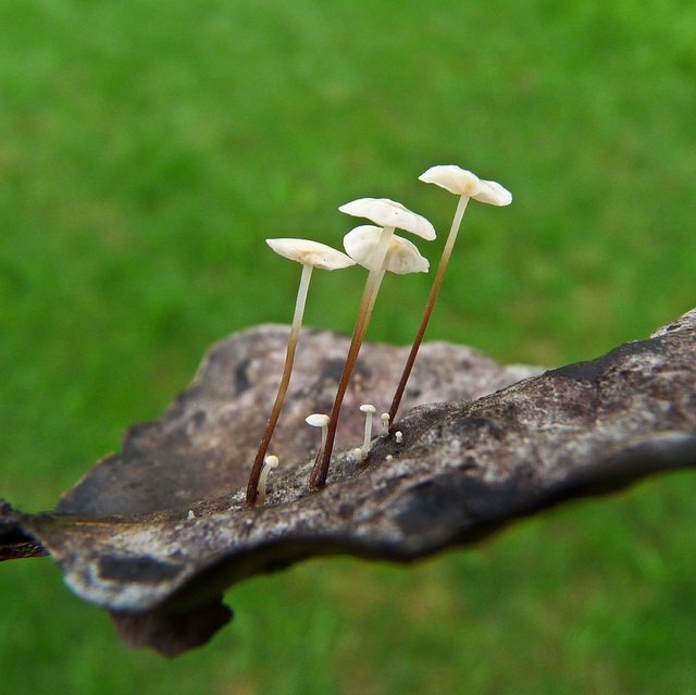 Growing on a little leaf