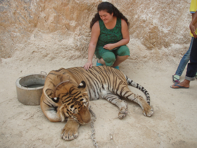 tiger patting