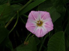 Field Bindweed