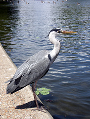 Heron 1