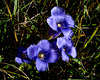 Fringed Gentian