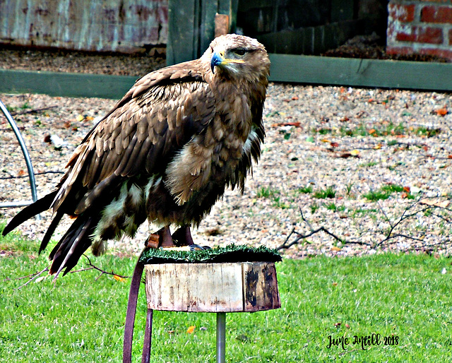 Steppe Eagle