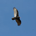 urubu à tête rouge/turkey vulture