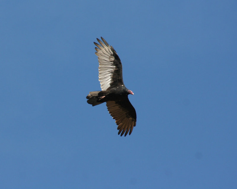 urubu à tête rouge/turkey vulture