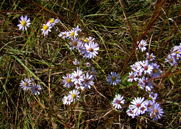 Asters