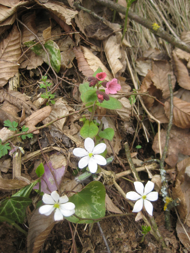 Weißes Leberblümchen und Lungenkraut