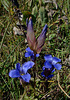 Fringed Gentian