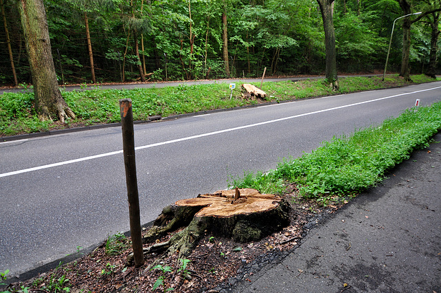 Tree stumps