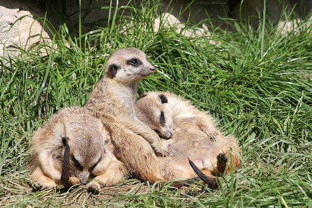 Erdmännchen (Opel-Zoo)