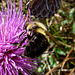 Bumble bee on Thistle Flower