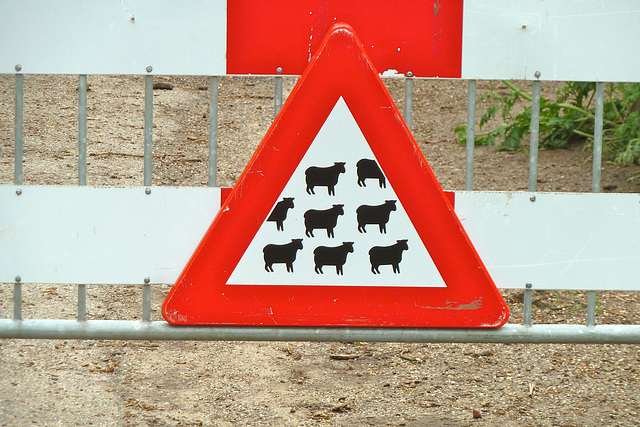 Watch out for Sheep