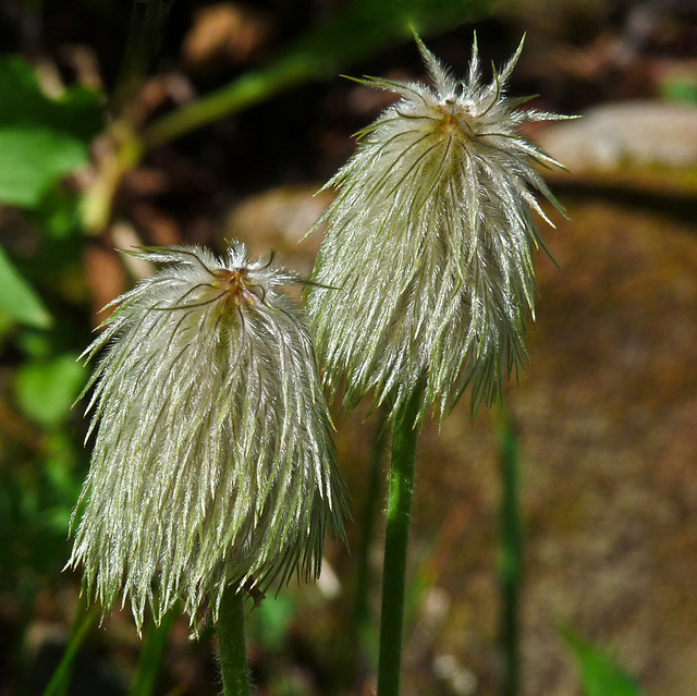 Western Anemone seedheads