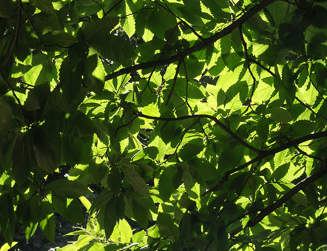 Sweet Chestnut leaves