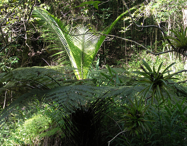 Palm, fern