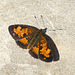 Pearl Crescent