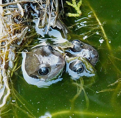 Frog Heads Above Water