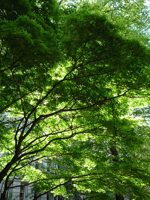 Japanese Maple