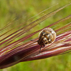 Stink Bug nymph