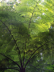 Tree-fern